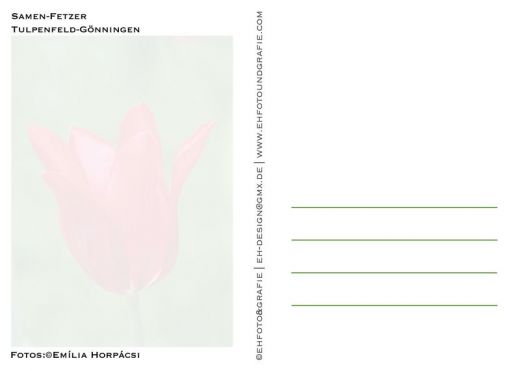 Postkarte von Gönninger Tulpenblüte_©Emília Horpácsi