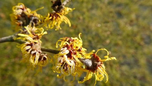 Hamamelis