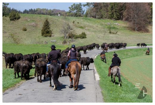 Weideauftrieb in Schwäbische Alb